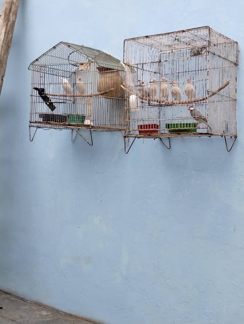 java birds 0