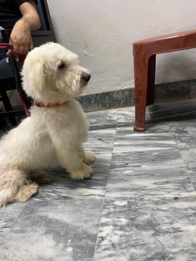 poodle confirm breeder pair available for sale