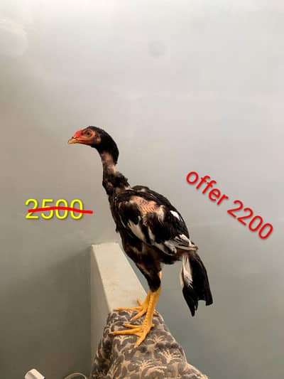 aseel chicks available lasani pure or cross dono smj Hy rabta karo