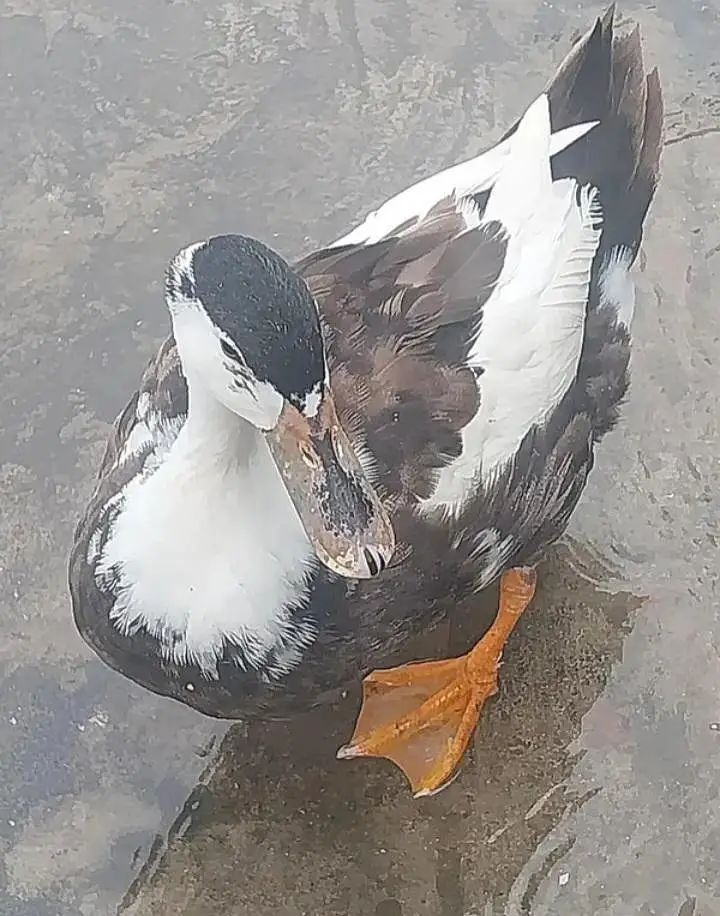 Male Female egg living — photo 2