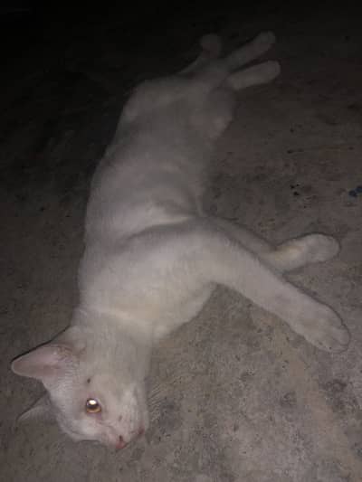 Persian billa for sale cute fluffy white hair