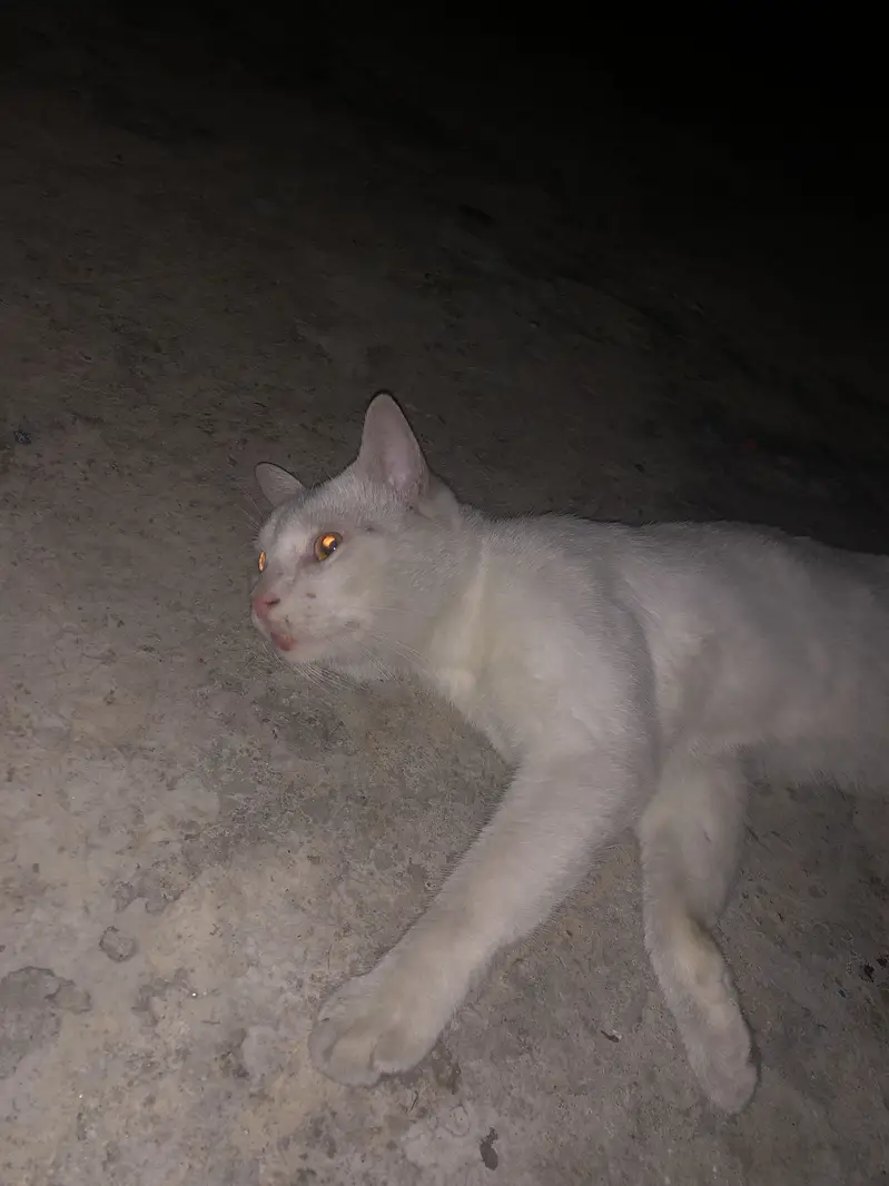 Persian billa for sale cute fluffy white hair — photo 4