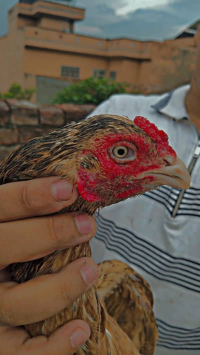 2 Mianwali Aseel Hens for sell
