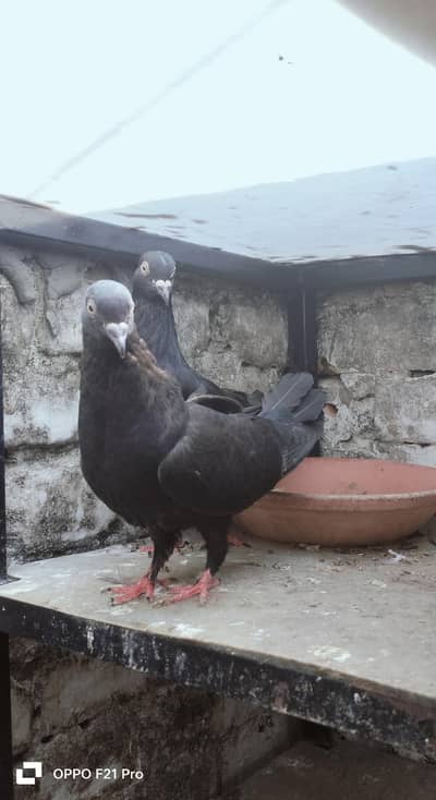 Black pigeons