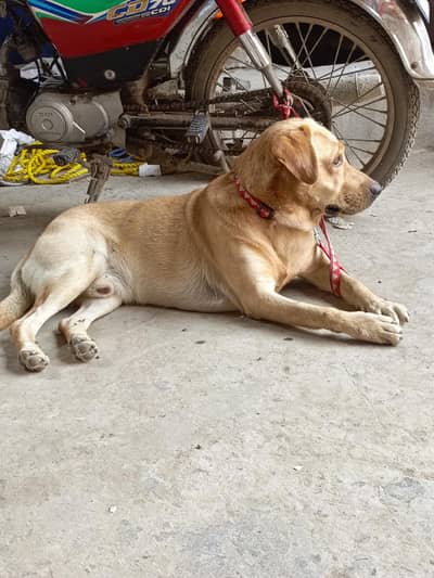 Labrador 6 month age fully playfull and good