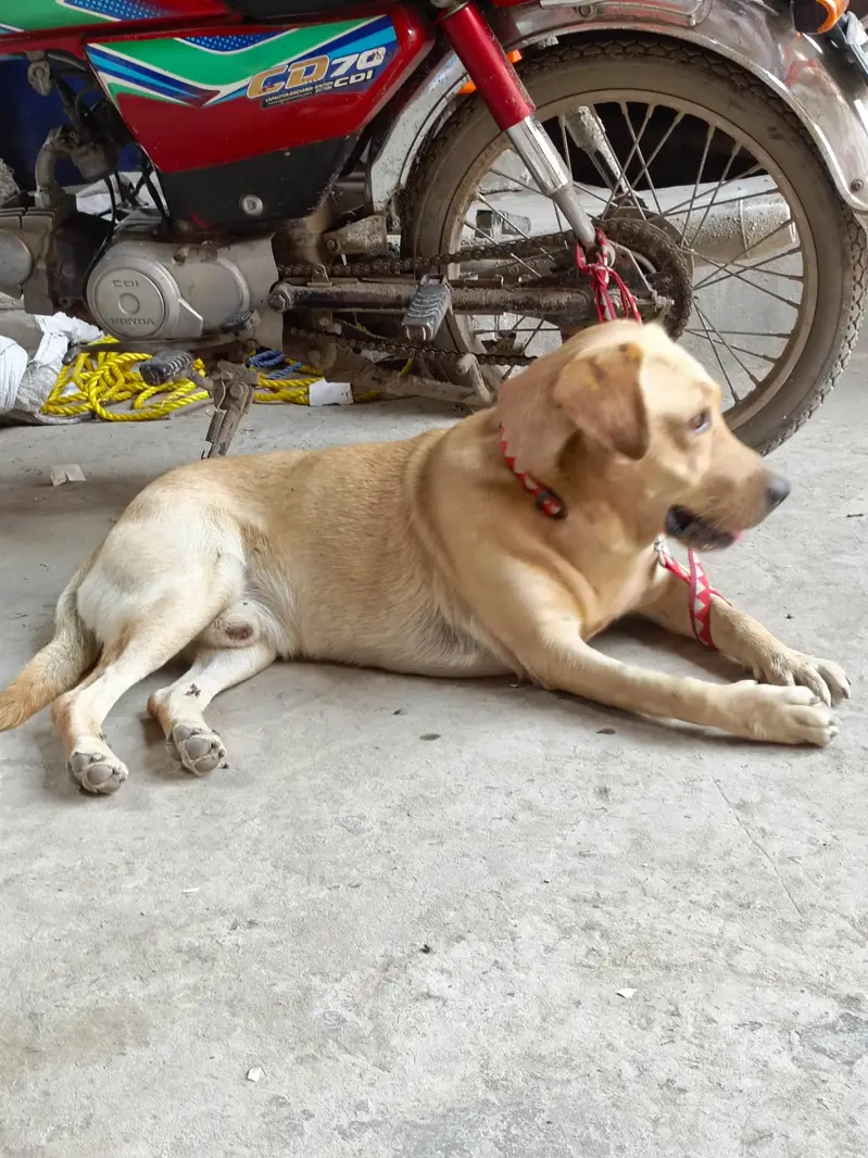 Labrador 6 month age fully playfull and good — photo 2