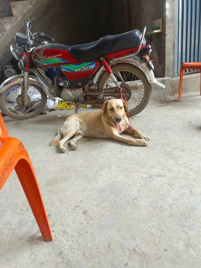 Labrador 6 month age fully playfull and good — photo 3