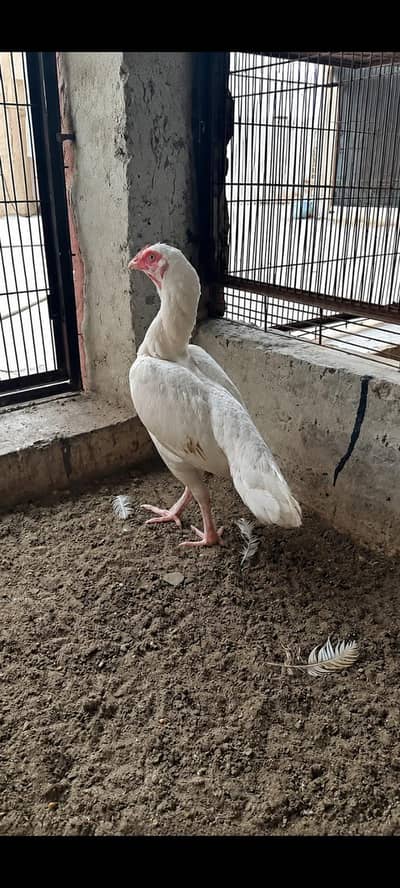 Ayam Cemani Male And Heera Aseel Female 0326/7678/540