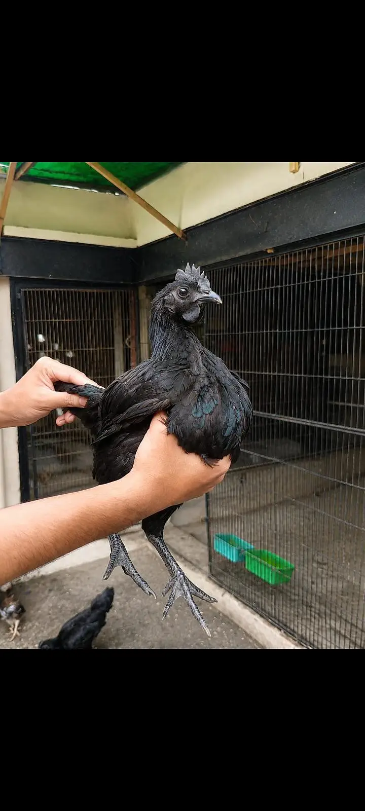 Ayam Cemani Male And Heera Aseel Female 0326/7678/540 — photo 2