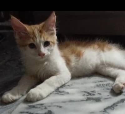 persian cute cat nam8ng tusky