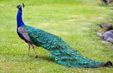 peacock pair