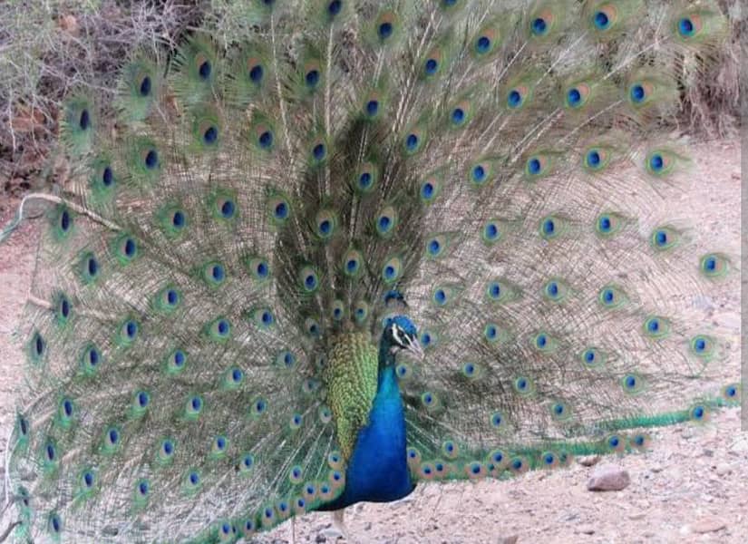 peacock pair 1