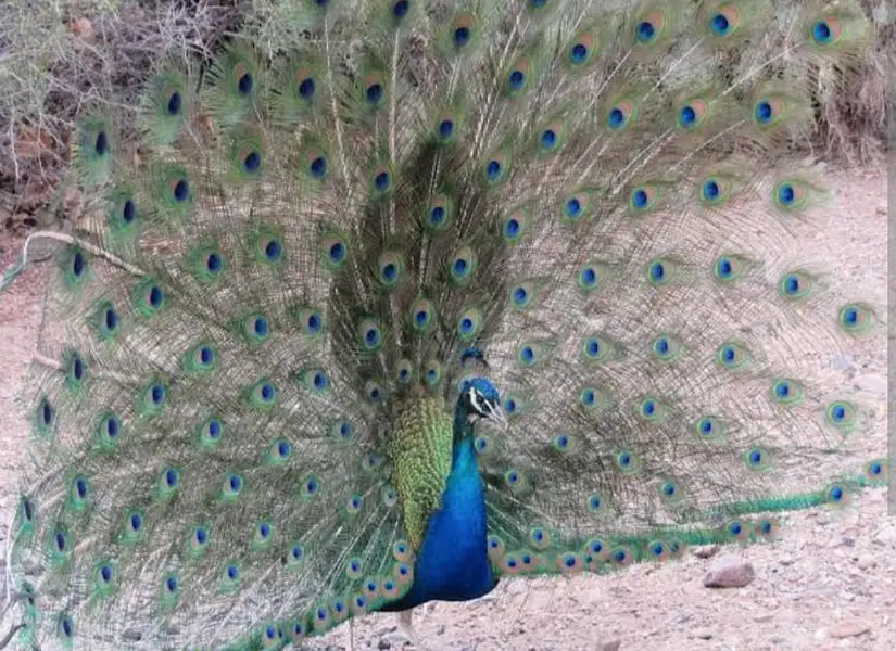 peacock pair — photo 2