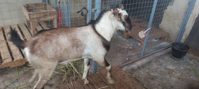 Teddy bakra for breeding and qurbani quality