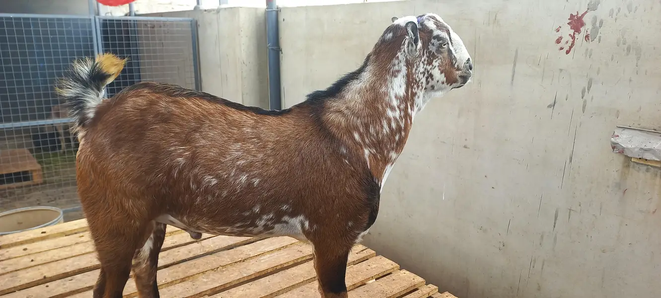 2 Teddy bakre for breeding and qurbani quality — photo 2