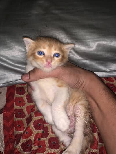 Persion mixed kitten in orange colour