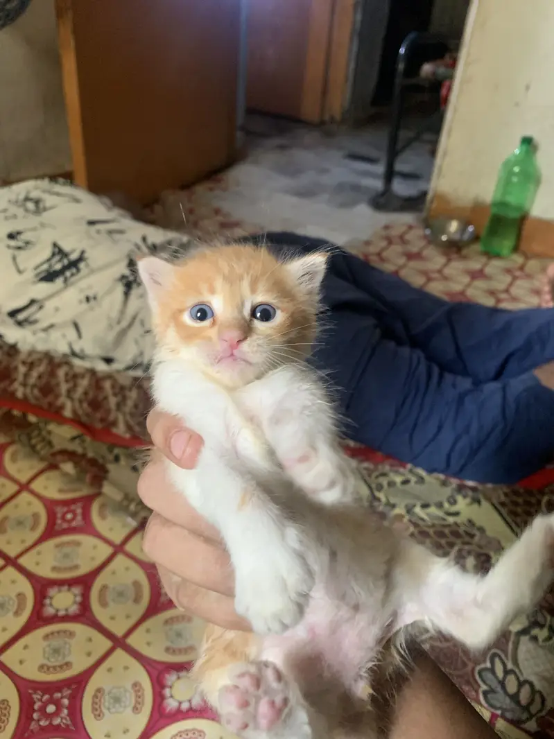 Persion mixed kitten in orange colour — photo 2