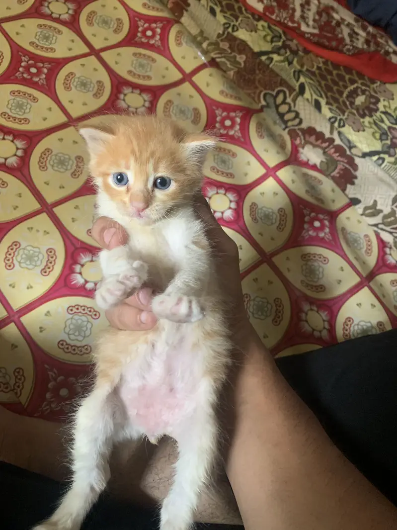Persion mixed kitten in orange colour — photo 3