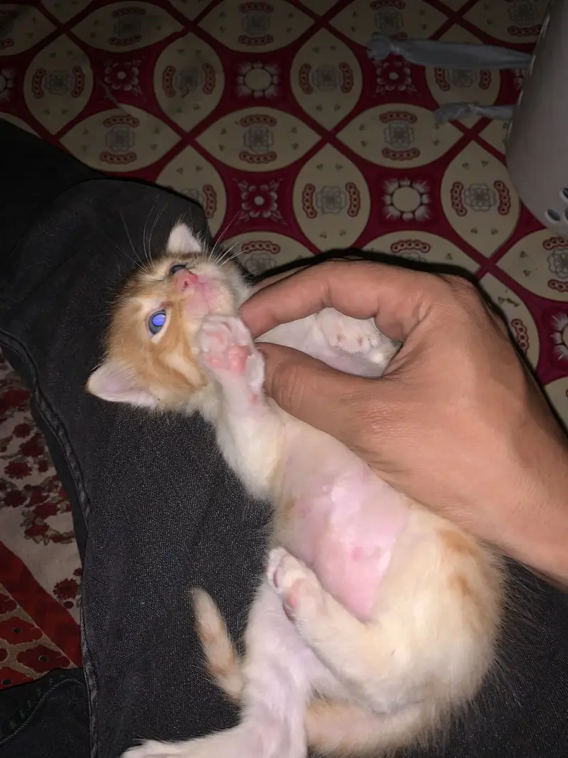 Persion mixed kitten in orange colour — photo 4