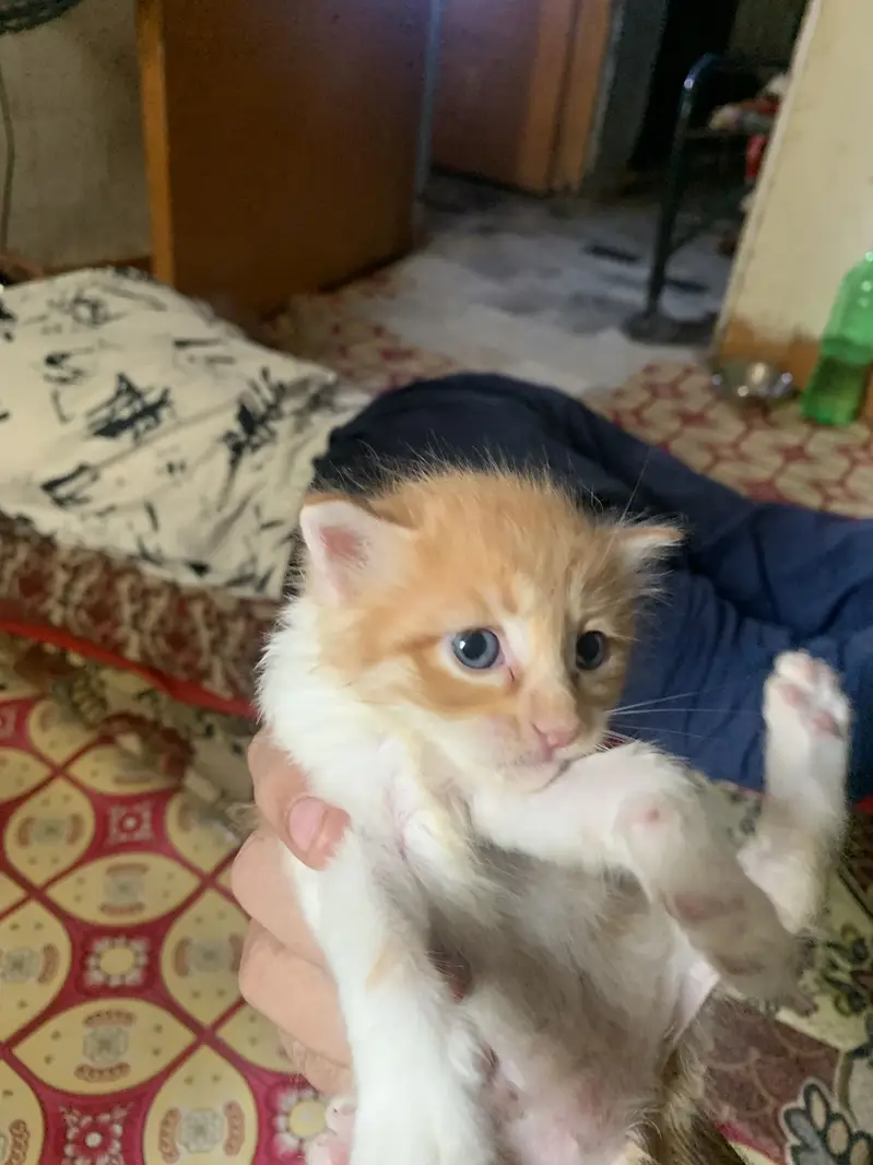 Persion mixed kitten in orange colour — photo 5