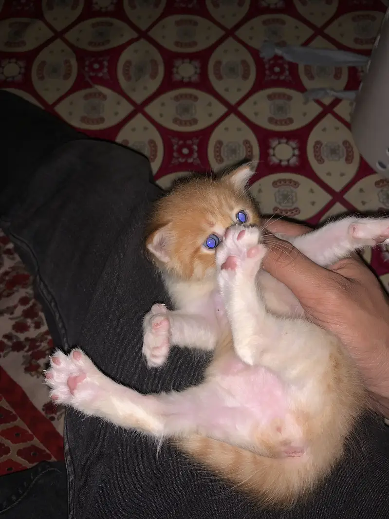 Persion mixed kitten in orange colour — photo 6