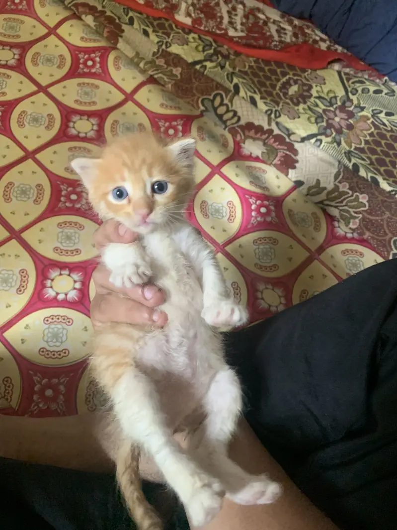 Persion mixed kitten in orange colour — photo 7