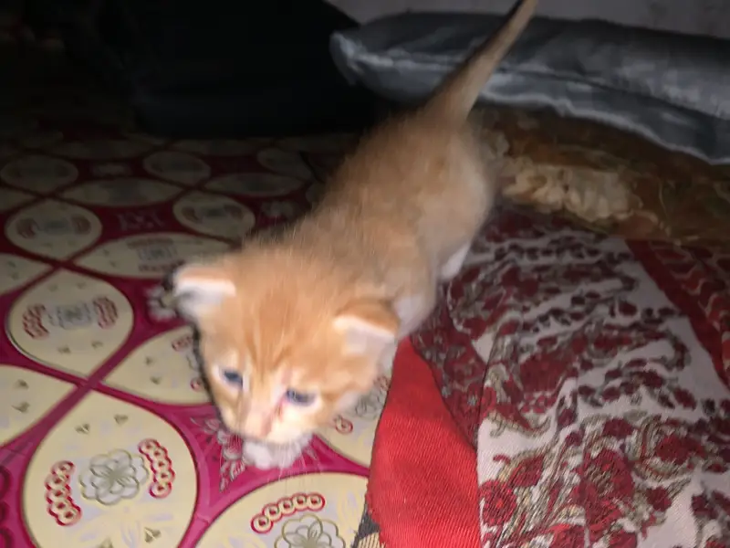 Persion mixed kitten in orange colour — photo 8