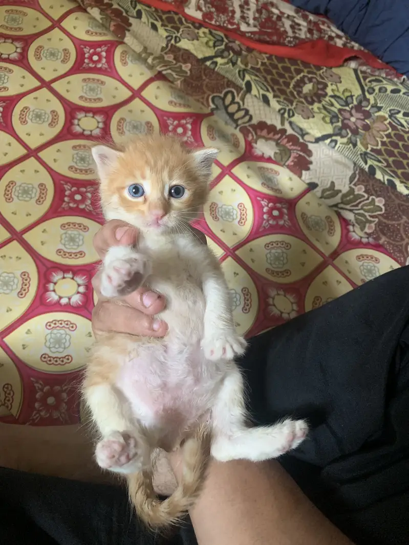 Persion mixed kitten in orange colour — photo 9