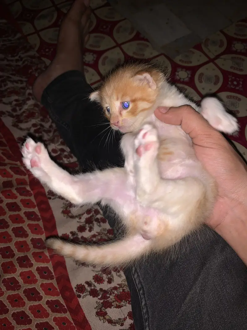 Persion mixed kitten in orange colour — photo 10