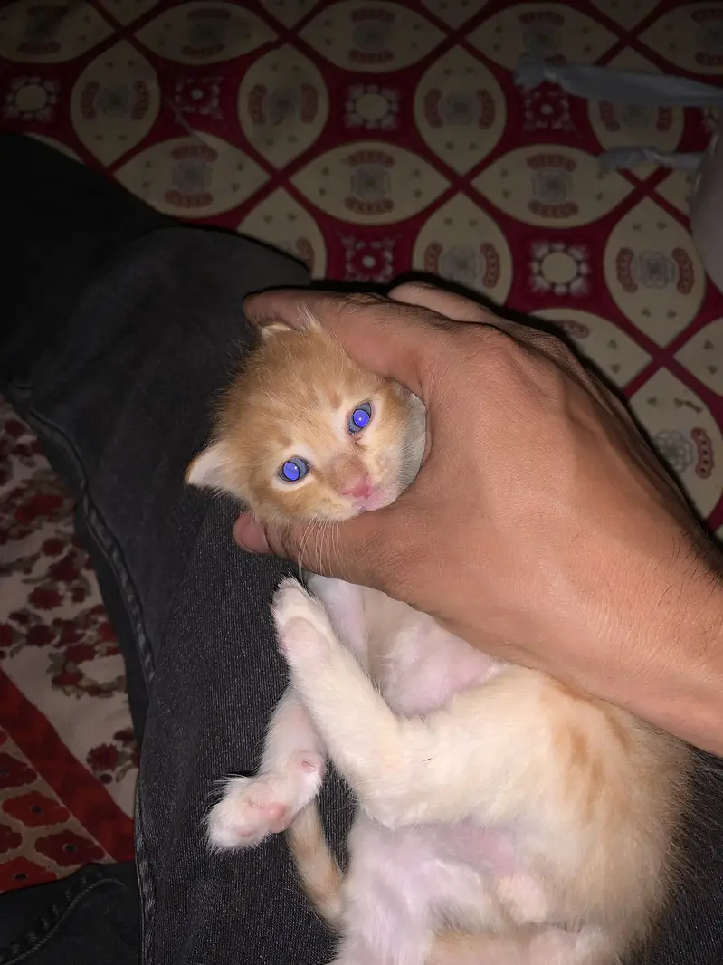 Persion mixed kitten in orange colour — photo 11