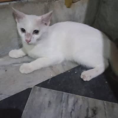 beautiful cat baby