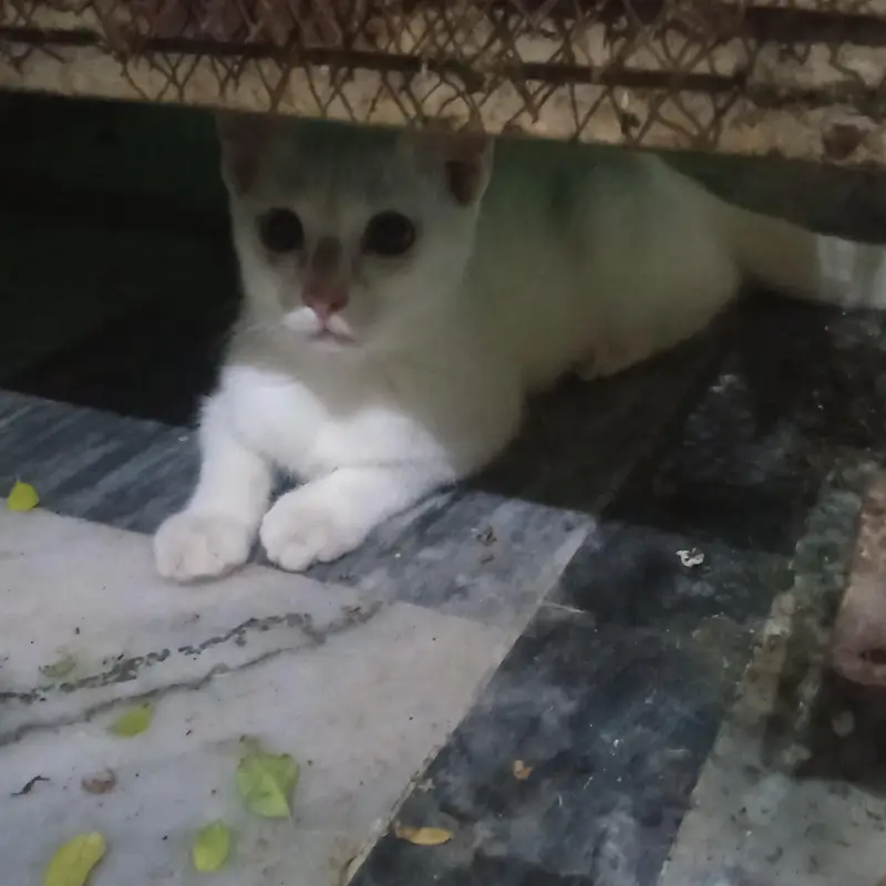 beautiful cat baby — photo 2
