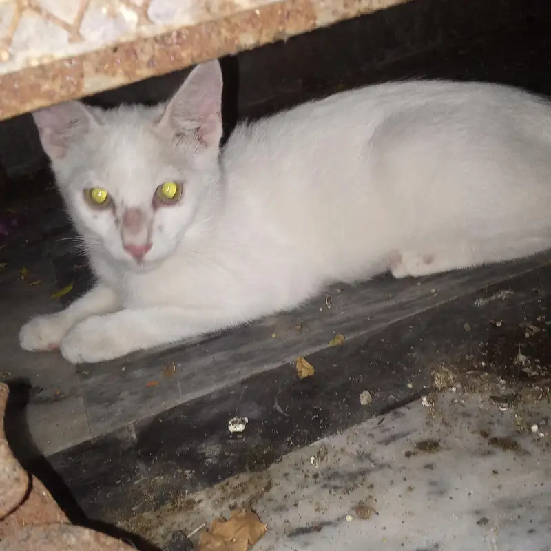 beautiful cat baby — photo 3