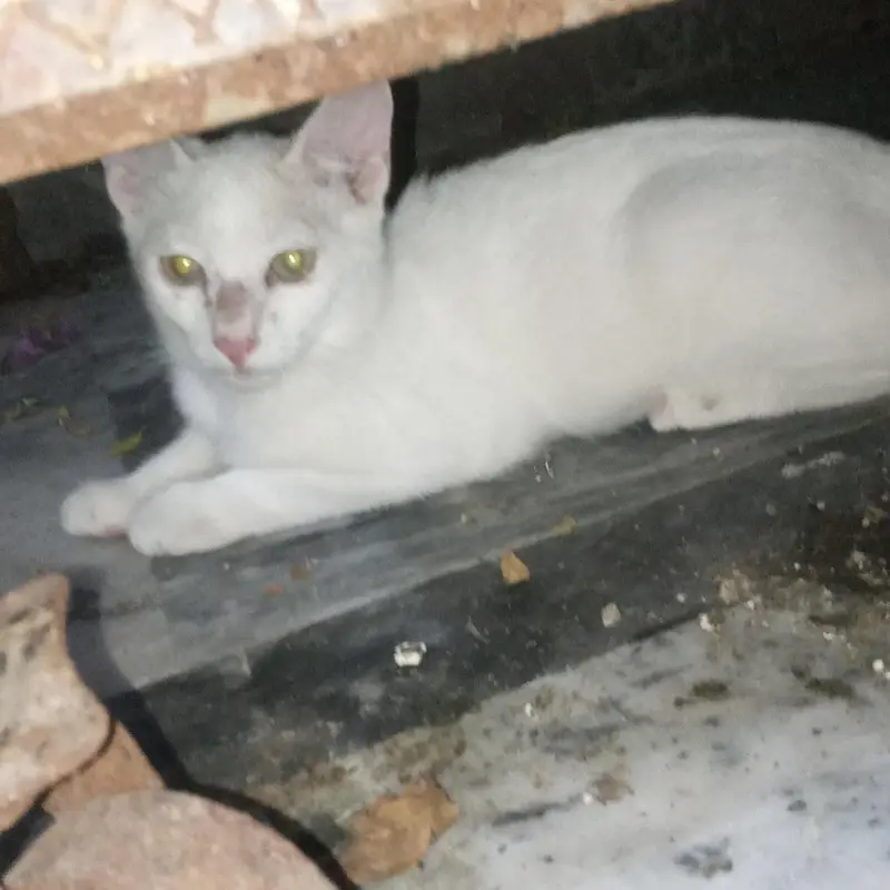 beautiful cat baby — photo 4