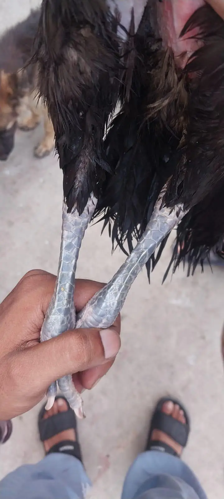 Thai aseel — photo 2