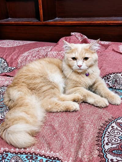 This is a very well-mannered and playful cat.