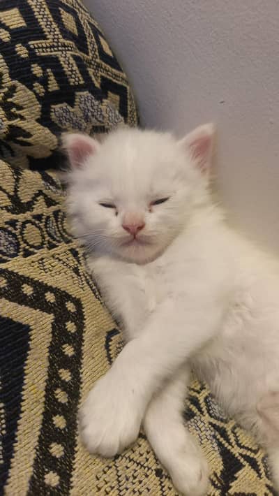 ya cat acha hai