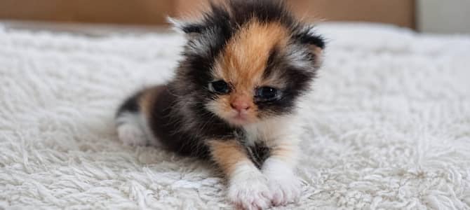 Beautiful Cats & Kittens Available for Sale