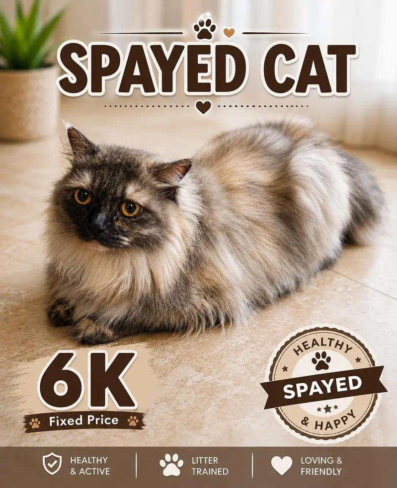 Beautiful Cats & Kittens Available for Sale — photo 6