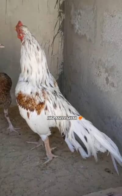 Top quality ka breeder For sale