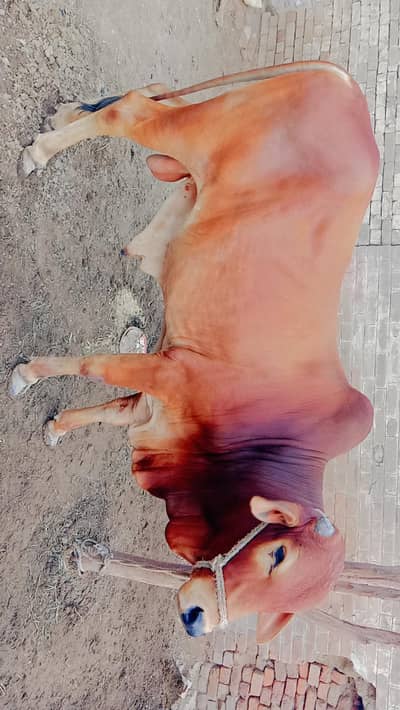 2 dant hai. pure saiwal nasal m