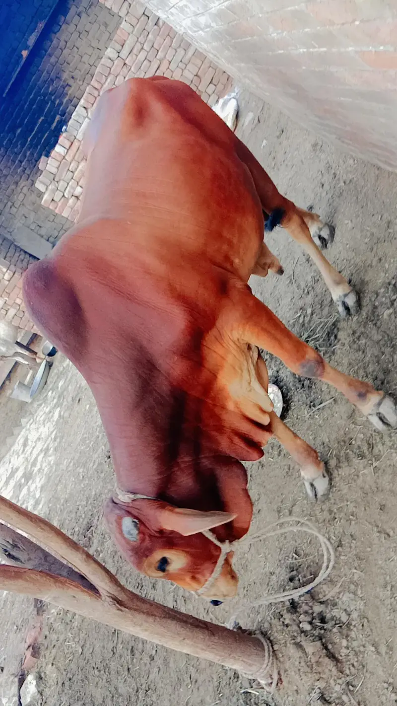 2 dant hai. pure saiwal nasal m — photo 2