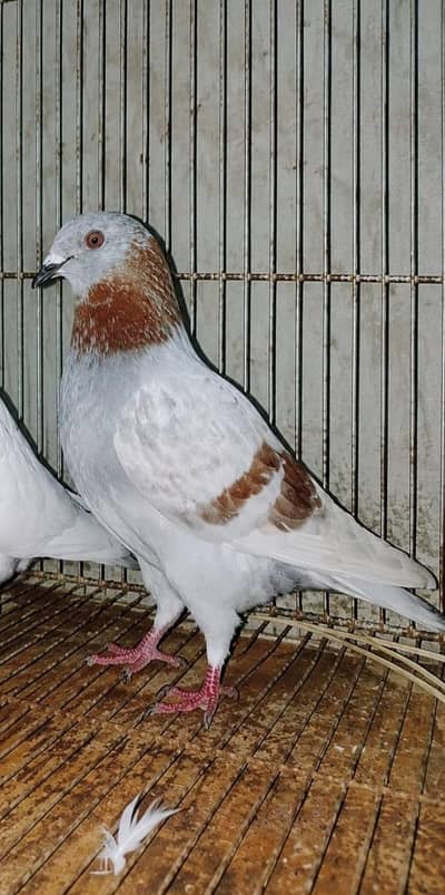 low pigeond