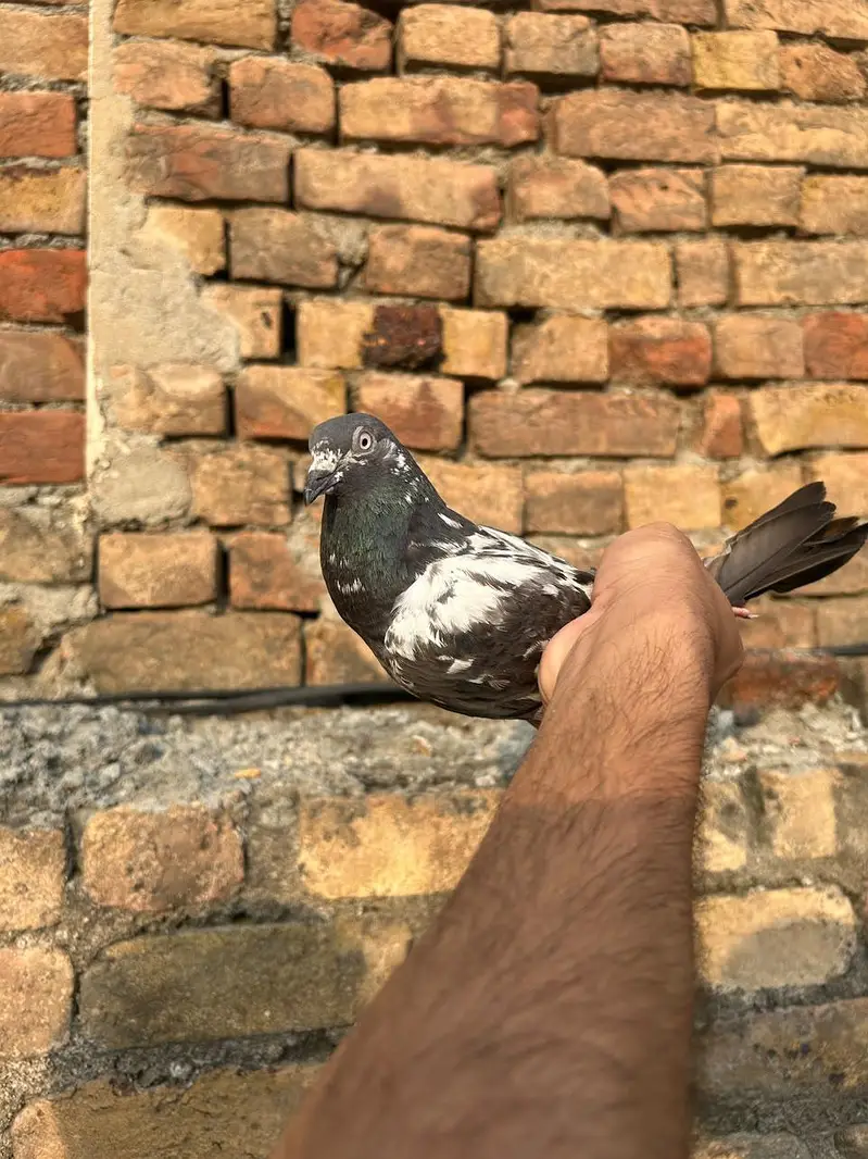 low pigeond — photo 3
