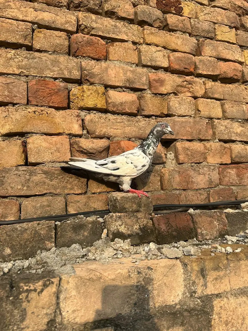 low pigeond — photo 8