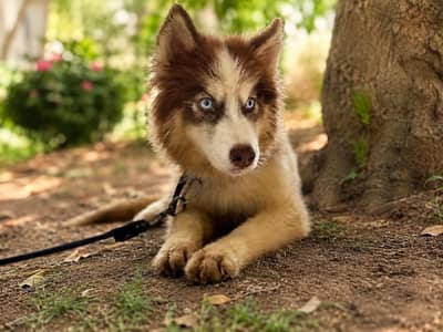 Husky for sale
