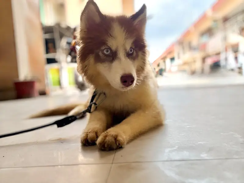Husky for sale — photo 4