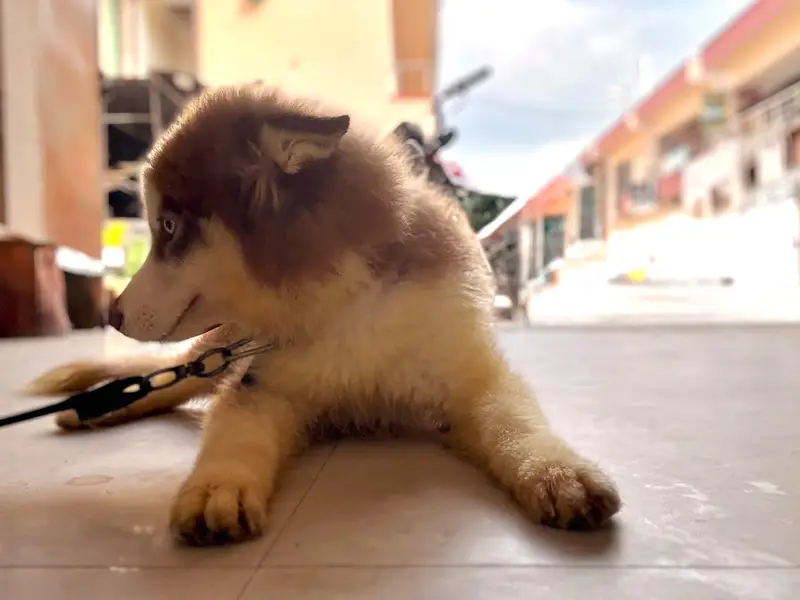 Husky for sale — photo 5