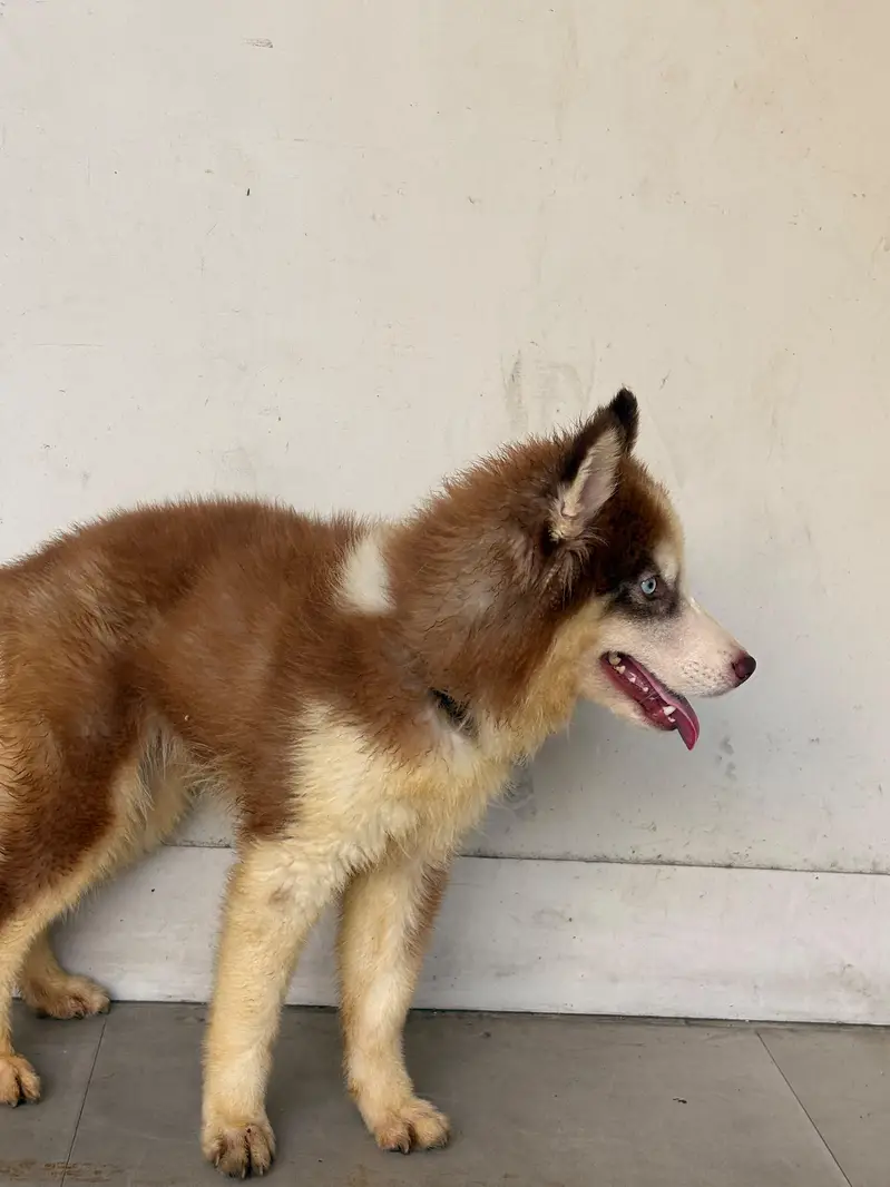 Husky for sale — photo 6