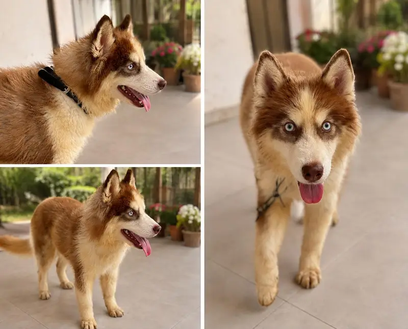 Husky for sale — photo 7